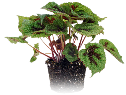 mini plant 1