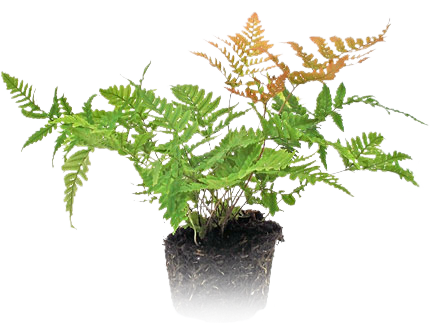 mini plant 2