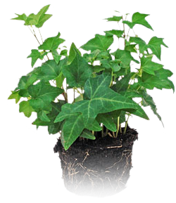 mini plant 3