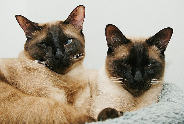 two siamese cats