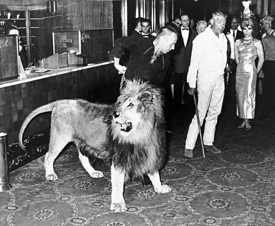 Vintage image of a lion being shown at the Benson Hotel