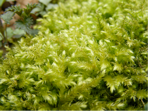 A closeup of moss