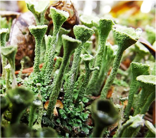 Closeup of lichen growths