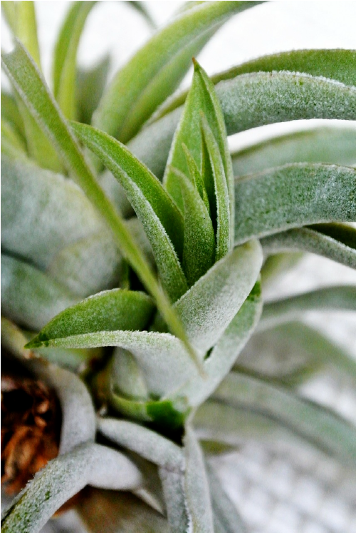 Closeup of plant leaves