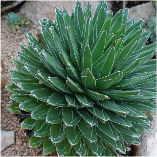A spiky desert plant
