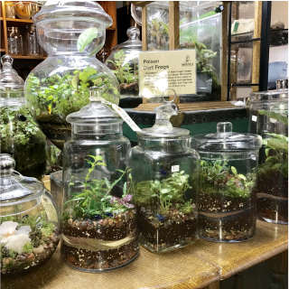 A counter with terrariums displayed