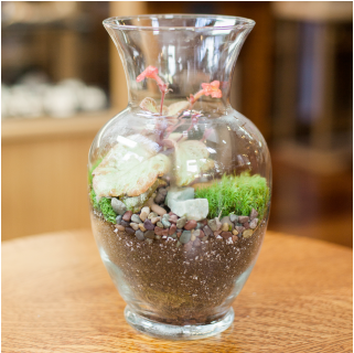 A flower vase turned into a terrarium