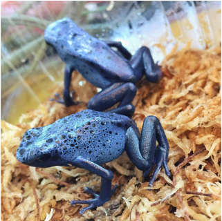 A pair of blue poison dart frogs