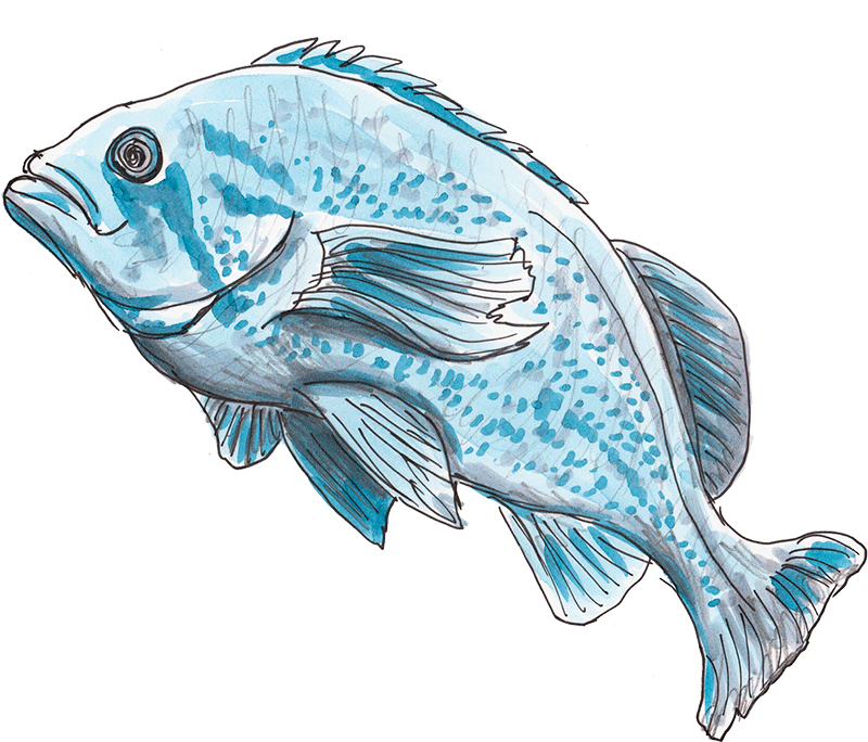 bluerockfish