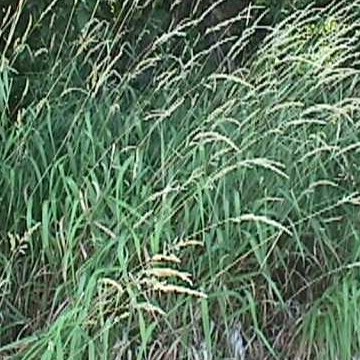 Reed Canary Grass 25 Phalaris Arundinacea Seeds entheogen USA grown trial pak 