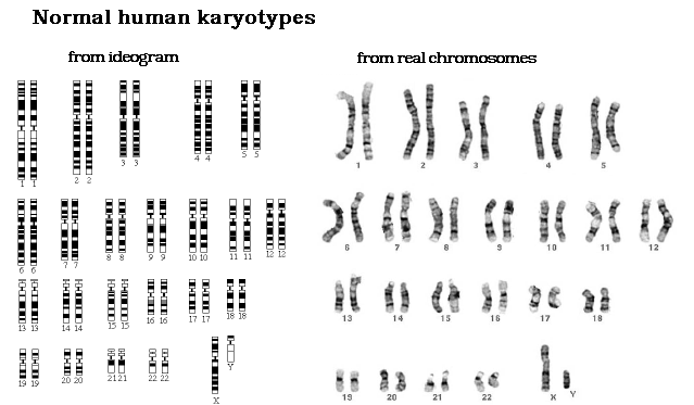 Karyotype Chart