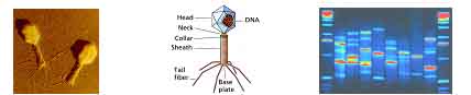 bio
