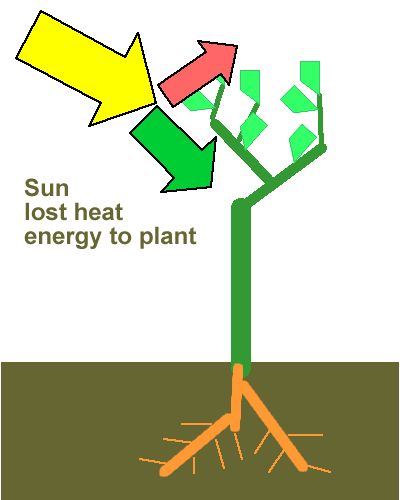 plant metabolism diagram