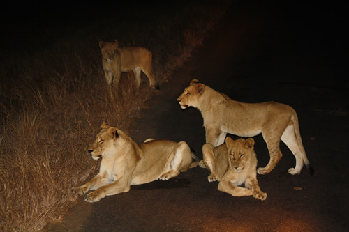 lions on the road