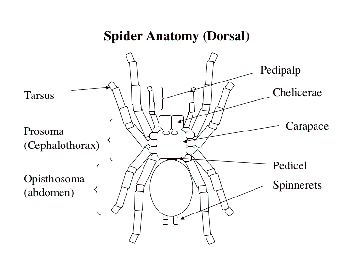 RUBRICA SUGLI ARTROPODI SpiderAnatomy