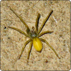 Spiders Commonly Found In Houses Susan Masta Portland State