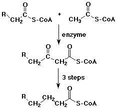 Biological Aldol and Claisen Reactions