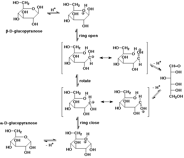 glucose mutarotation