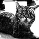 lil bub laying down in black and white