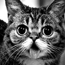 lil bub close-up in black and white