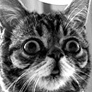 lil bub making a face in black and white