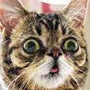 lil bub making a face in color