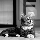 lil bub relaxing in black and white