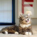 lil bub relaxing in color