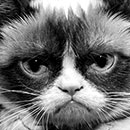 grumpy cat looking pouty in black and white
