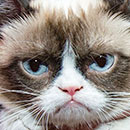 grumpy cat looking pouty in color