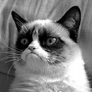 grumpy cat 'no' in black and white