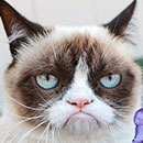 grumpy cat looking grumpy in color