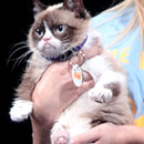 grumpy cat being held in color
