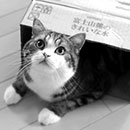 maru looking out of a box in black and white