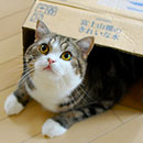 maru looking out of a box in color