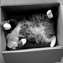 maru sleeping in a box in black and white