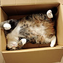 maru sleeping in a box in color