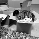maru in a small box in black and white