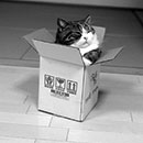 maru in a small box in black and white