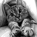 nala under a blanket in black and white