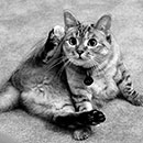 nala sitting in black and white