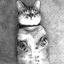 nala sleeping on her back in black and white