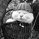 shironeko with a basket on head in black and white