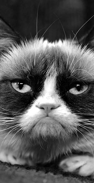grumpy cat black and white