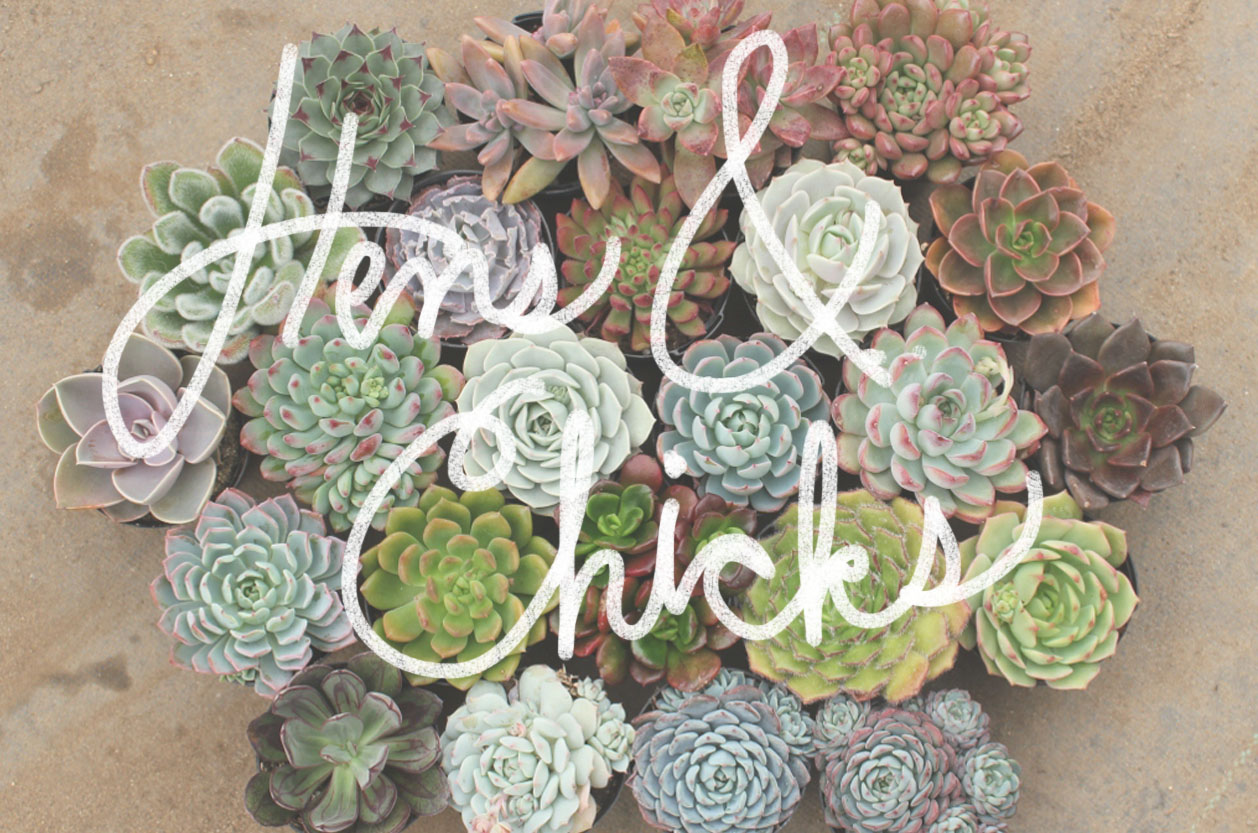 hens and chicks header image