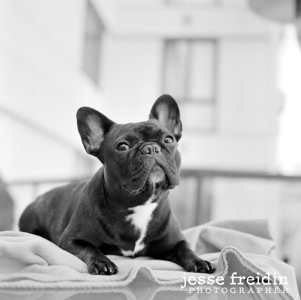 frenchbulldogphotography