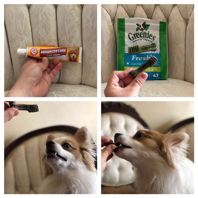 dog eating a greenie treat