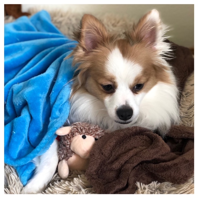 dog tucked in bed with toy