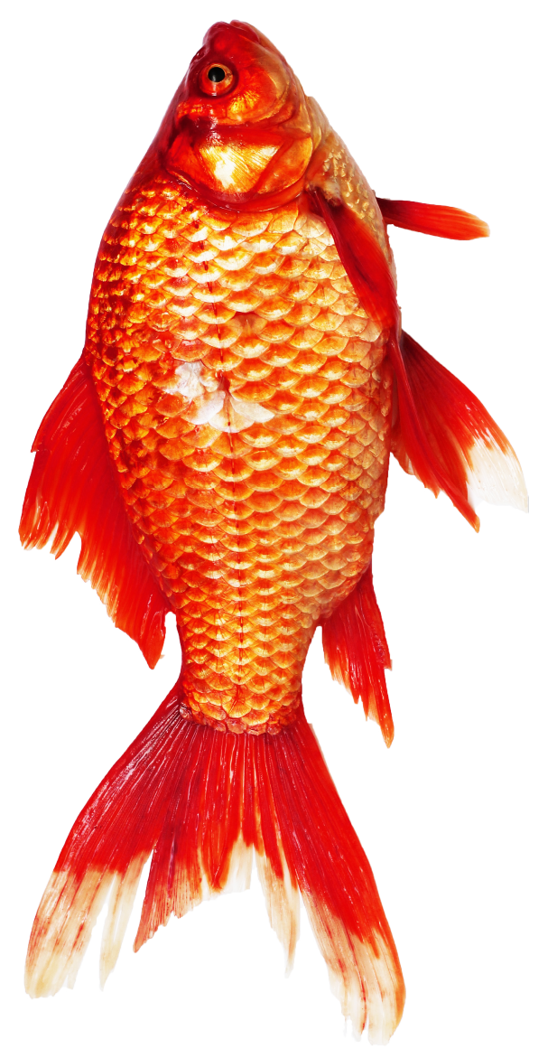 large goldfish