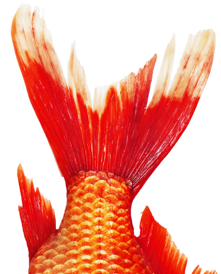 large goldfish tail